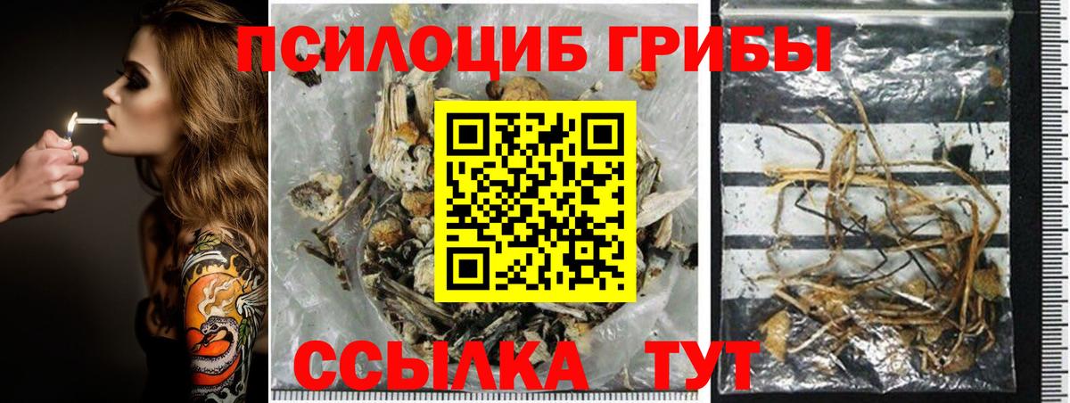 Псилоцибиновые грибы Cubensis Кыштым